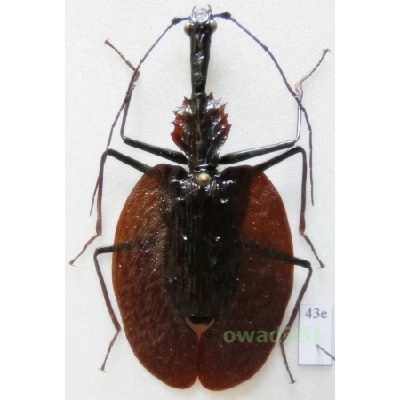 Mormolyce phyllodes Hagenbach, 1825 60mm Indonesia, Sumatra Is43e